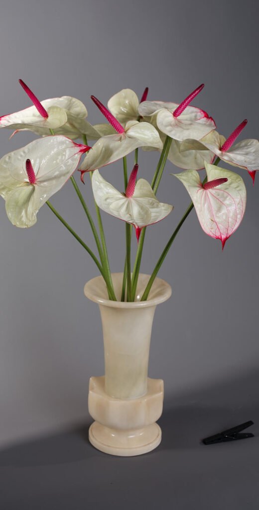 Anthurium airejat