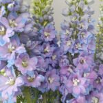 delphinium blau cel+totxos 20260501 135242 2026 05 01