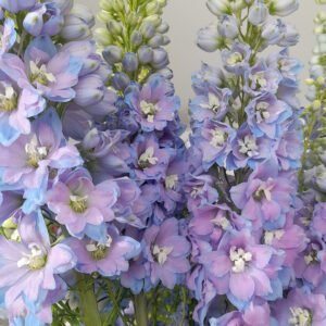 delphinium blau cel+totxos 20260501 135242 2026 05 01