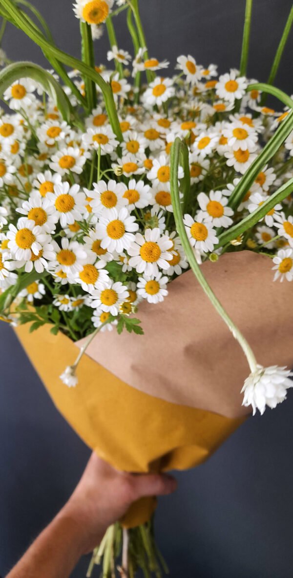 Camamilla Matricaria i complement