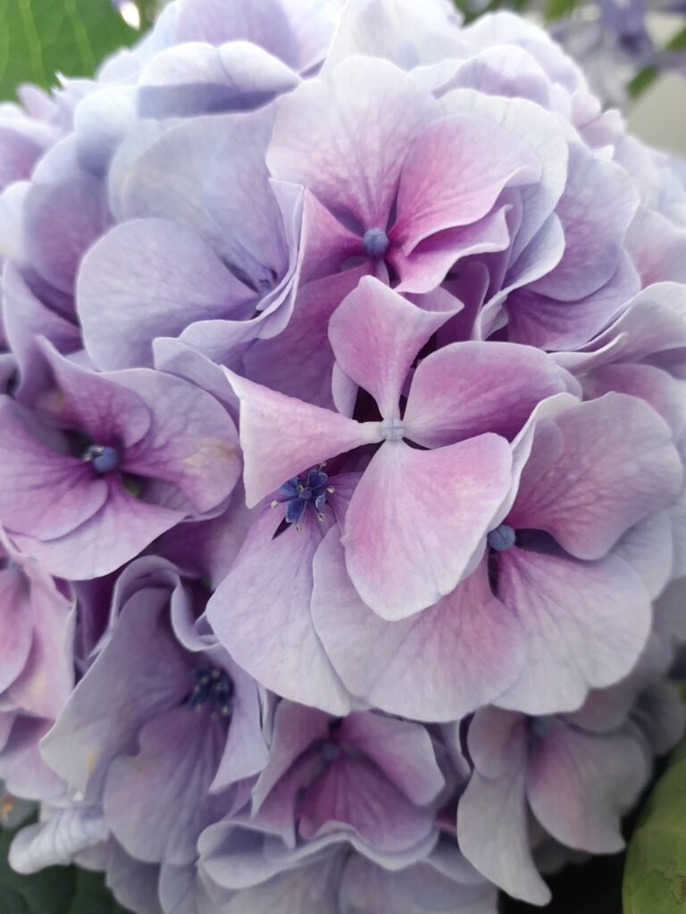Flor Única Exuberant